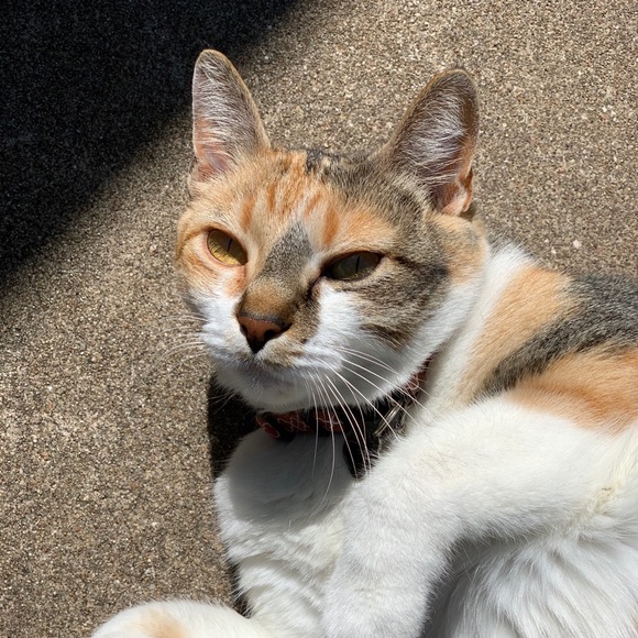 Meet your Posher, Amy - Picture 2 of 4